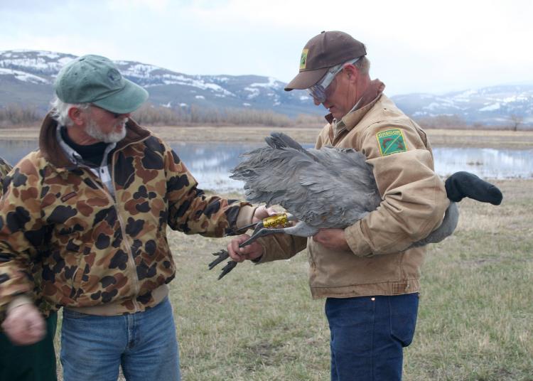 Banding Greater Sandhill Cranes at the ODFW Ladd Marsh Wildife Area