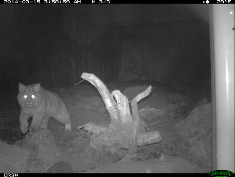 The wildlife camera placed within the Highway 97 wildlife crossing records a bobcat at night.