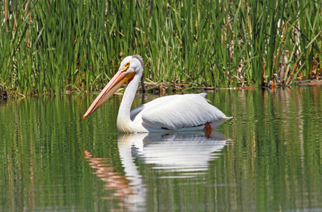 American White Pelican