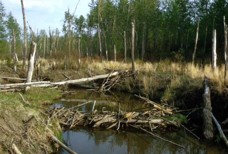 Beaver dams help create important aquatic habitat for fish and wildlife. 