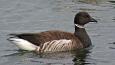 Black-Brant_Dow-Lambert_USFWS_460.jpg