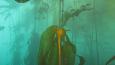 Bull_Kelp_Janna_Nichols_460.jpg