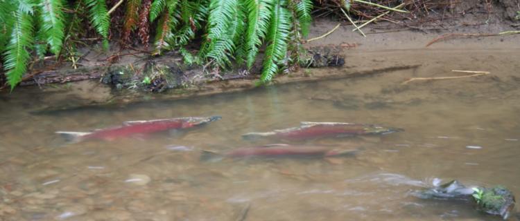 Coho Salmon spawning area.