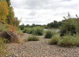 Middle Willamette River Floodplain