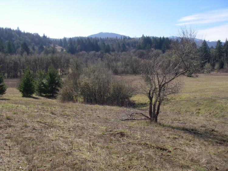 Kings Valley Oak Woodlands