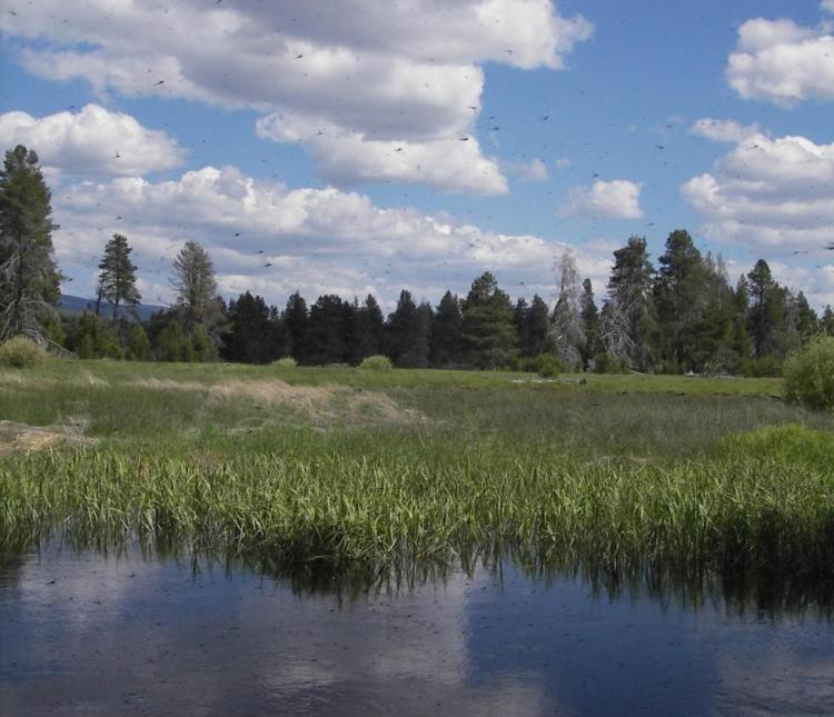 Forest and wetland habitats in the Klamath Marsh/Williamson River Conservation Opportunity Area, Oregon Conservation Strategy