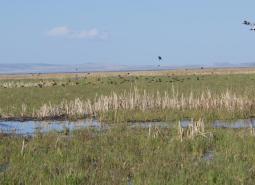 Harney Lake/Malheur Lake area