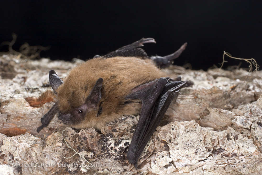 California Myotis Oregon Conservation Strategy