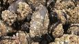 California_mussel_Gregory_Krutzikowsky_ODFW_460.jpg