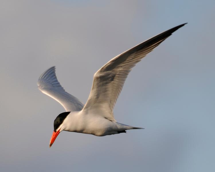 Caspian Tern