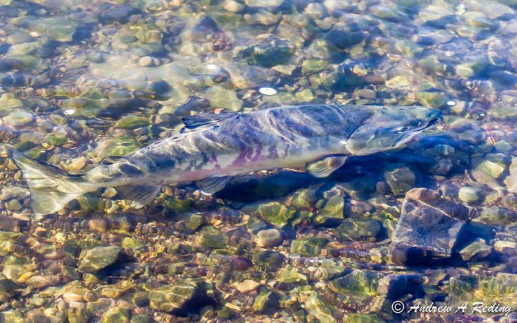 Chum Salmon