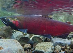 Coho Salmon