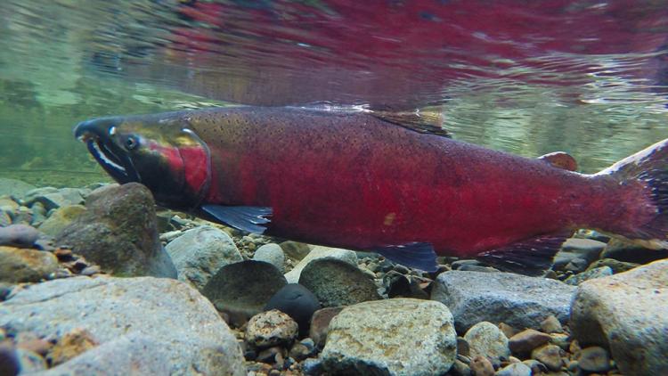 Coho Salmon