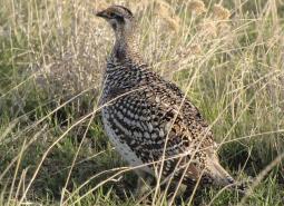 Columbian Sharp-tailed Grouse