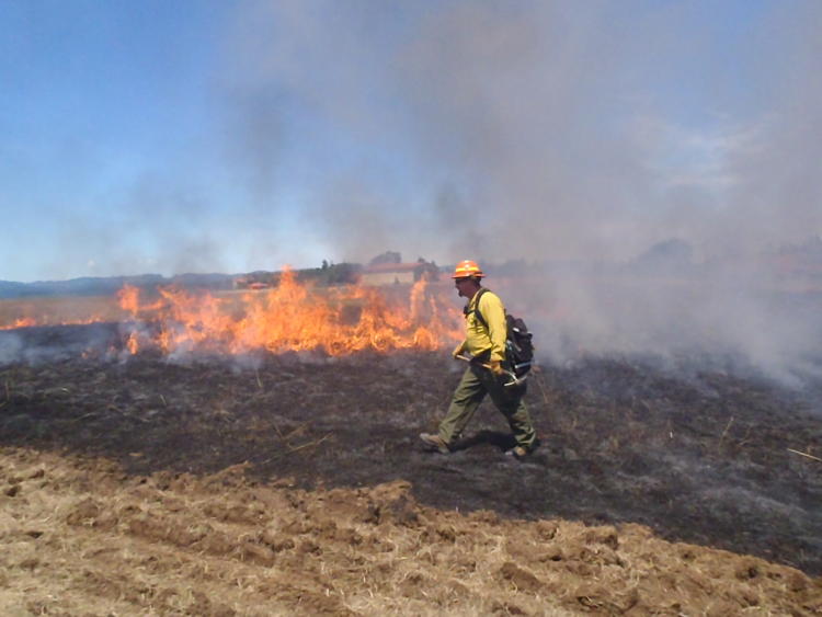 Controlled burn as part of a prairie restoration effort in the Willamette Valley, OR. 