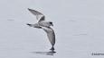 Fork-tailed-Storm-Petrel_dpereksta_4235_460.jpg