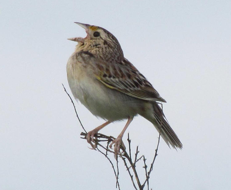 Grasshopper Sparrow