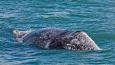 Gray_whale_Craig_Hayslip_OSU_Marine_Mammal_Institute_460.jpg