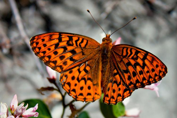 Great Spangled Fritillary