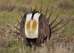 Greater Sage-Grouse