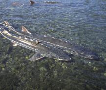 Green Sturgeon