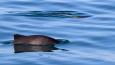 Harbor_porpoise_Craig_Hayslip_OSU_Marine_Mammal_Istitute_460.jpg