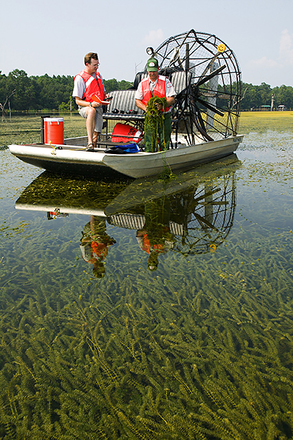 Hydrilla verticillata has not been discovered in Oregon, but has invaded aquatic systems in California and Washington.