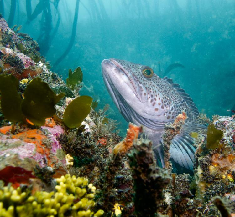 A vast array of fish, invertebrates, marine mammals, birds, algae, plants, and micro-organisms live in Oregon Nearshore waters.