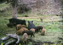 Invasive feral swine