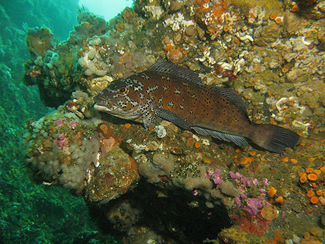 Kelp greenling