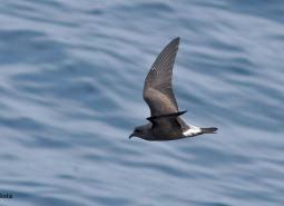 Leach's Storm-Petrel