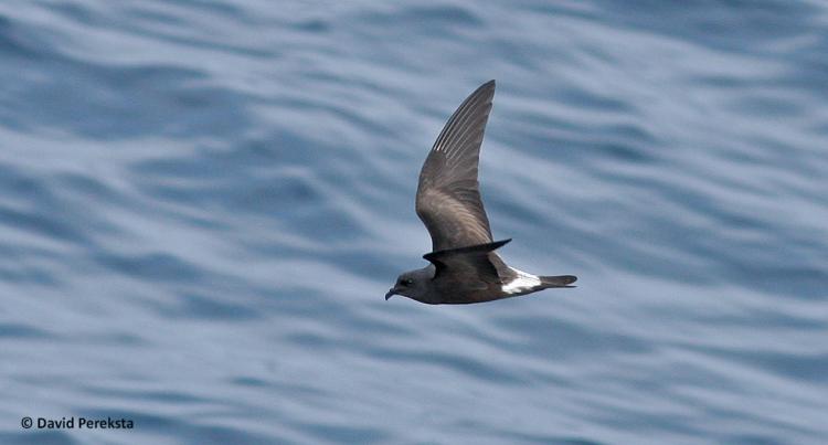 Leach's Storm-Petrel