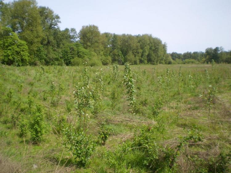 Riparian plantings take hold as part of a restoration project led by the Luckiamute Watershed Council.