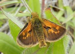 Mardon Skipper Butterfly