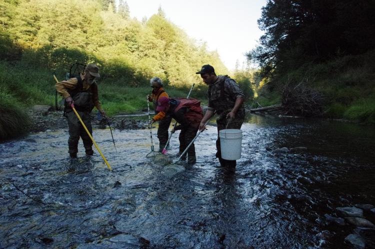 Millicoma Dace fish sampling