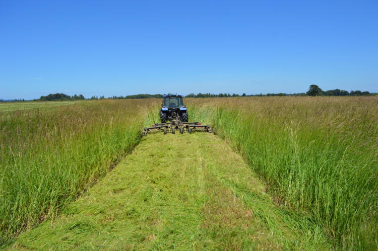 Mowing reed canary grass in a restoration project in the Willamette Valley.