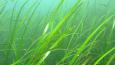 Native_Eelgrass_Janna_Nichols_460.jpg