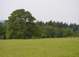 Example of Oak Woodlands, which is a Strategy Habitat within the Oregon Conservation Strategy