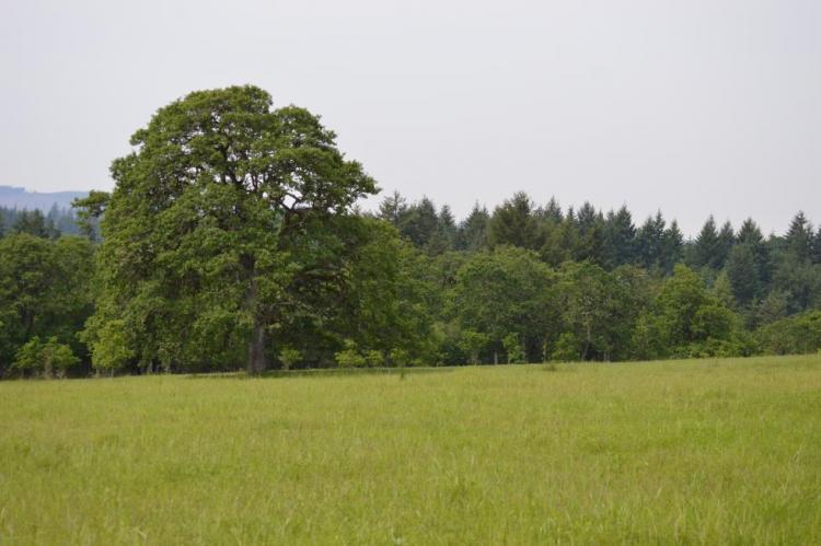 Example of Oak Woodlands, which is a Strategy Habitat within the Oregon Conservation Strategy