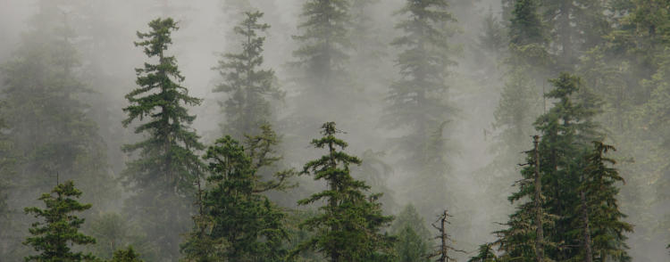 Late-successional conifer forest in the Willamette National Forest.