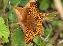 Oregon Silverspot Butterfly