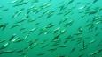 Pacific-Herring_Janna_Nichols_460.jpg