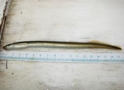 Pacific Lamprey