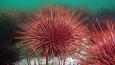 Red_sea_urchin_Janna_Nichols_460.jpg