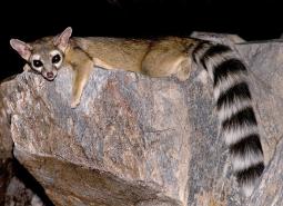 Ringtail