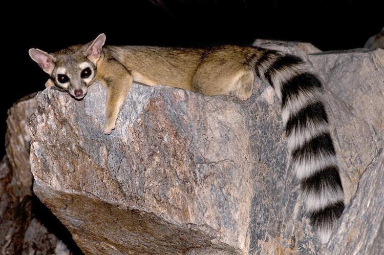 Ringtail