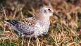 Rock-sandpiper_USFWS_460.jpg