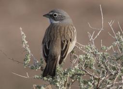 Sage Sparrow