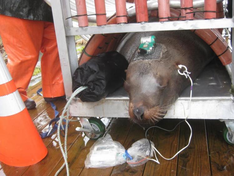 Stellar sea lion being tagged by ODFW to track its movements.