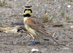 Streaked Horned Lark